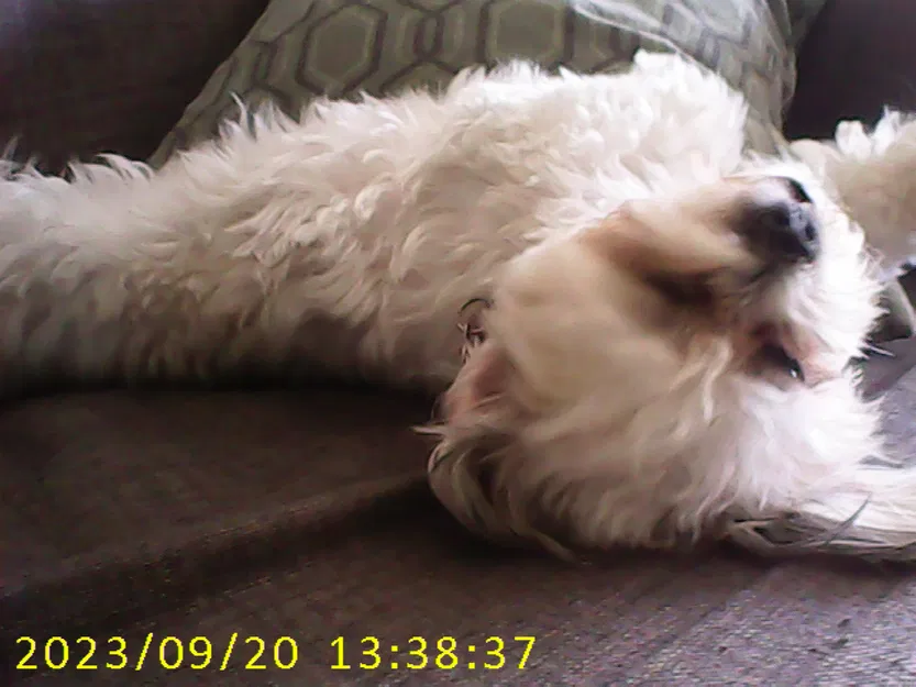 Brass thing (đồ bằng đồng) - Image 1