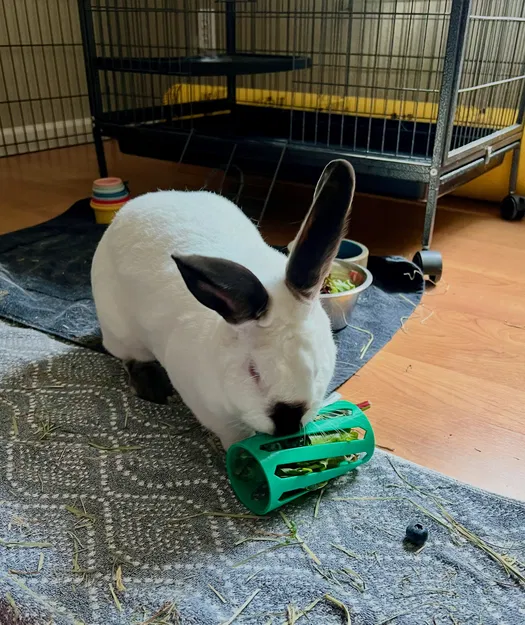 Rabbit Hay Roller – Ống lăn cỏ khô cho thỏ - Image 1