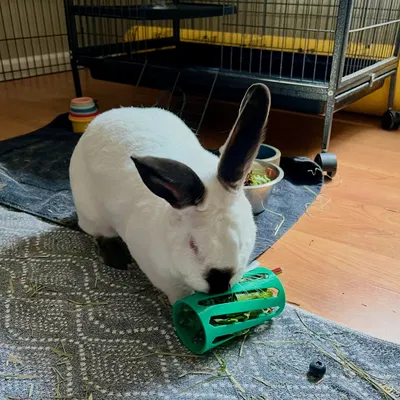 Rabbit Hay Roller – Ống lăn cỏ khô cho thỏ