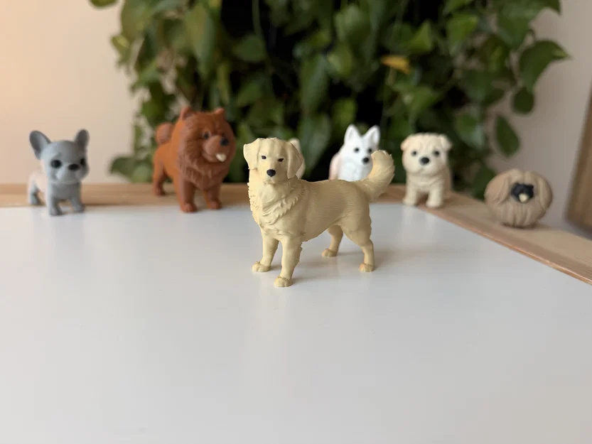 Golden Retriever (Chó Golden lông vàng) - Image 1