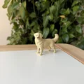 Golden Retriever (Chó Golden lông vàng) - Thumbnail 2