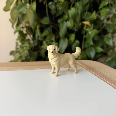 Golden Retriever (Chó Golden lông vàng)