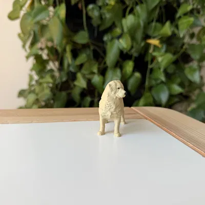 Golden Retriever (Chó Golden lông vàng)