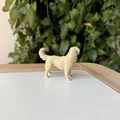 Golden Retriever (Chó Golden lông vàng) - Thumbnail 4