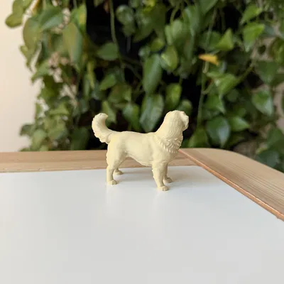 Golden Retriever (Chó Golden lông vàng)