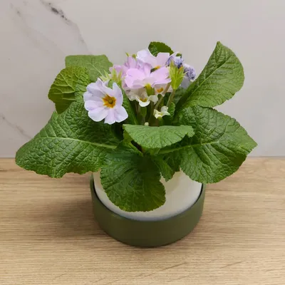 Classic plater (plain) – Chậu cây tối giản