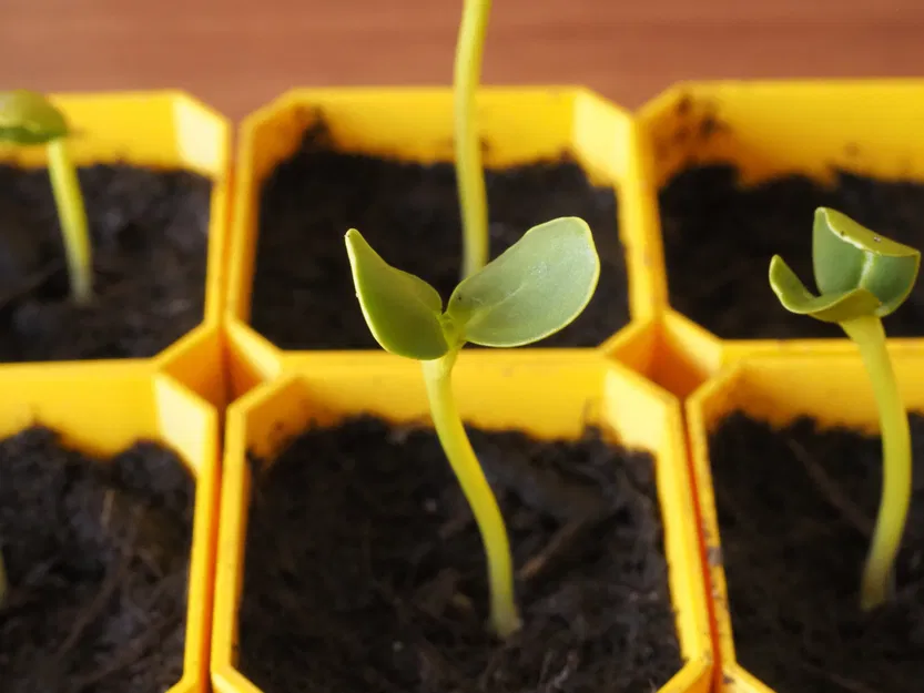 Bộ Ươm Hạt Tự Tưới Nhỏ Gọn (Small Self-Watering Seed Starter) - Image 2