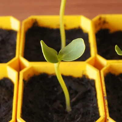 Bộ Ươm Hạt Tự Tưới Nhỏ Gọn (Small Self-Watering Seed Starter)