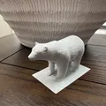 Gấu (Bear) - Thumbnail 4
