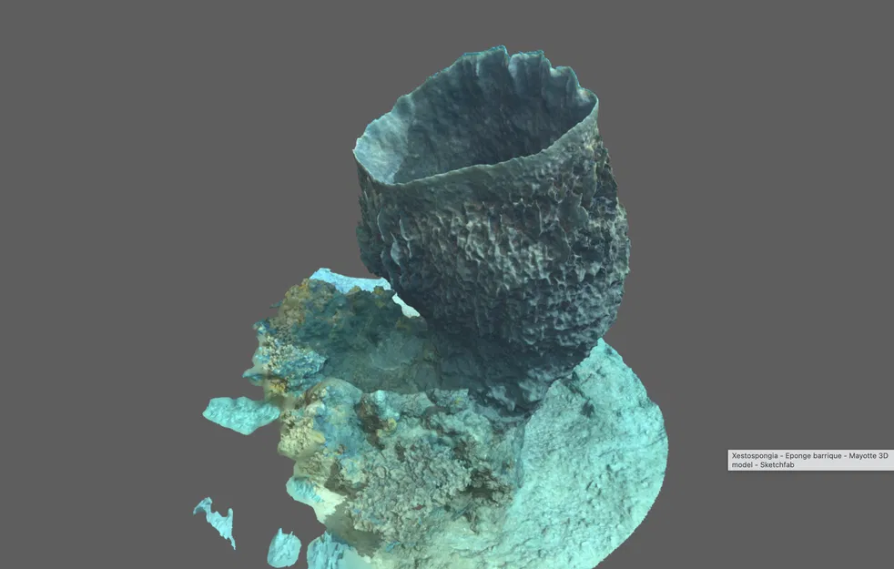 Bọt biển thùng (Xestospongia) - Barrel sponge - Image 1