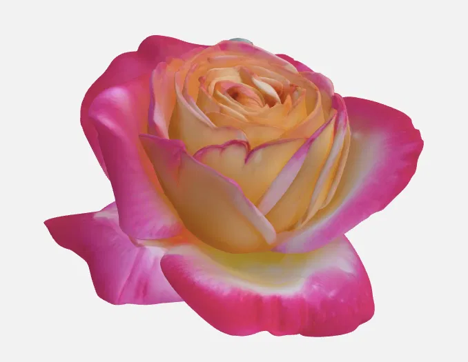 Hoa Hồng (Rose) - Image 1