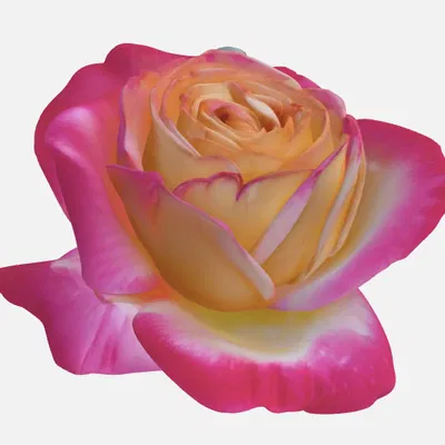Hoa Hồng (Rose)