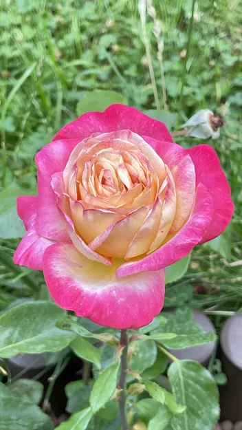 Hoa Hồng (Rose) - Image 3