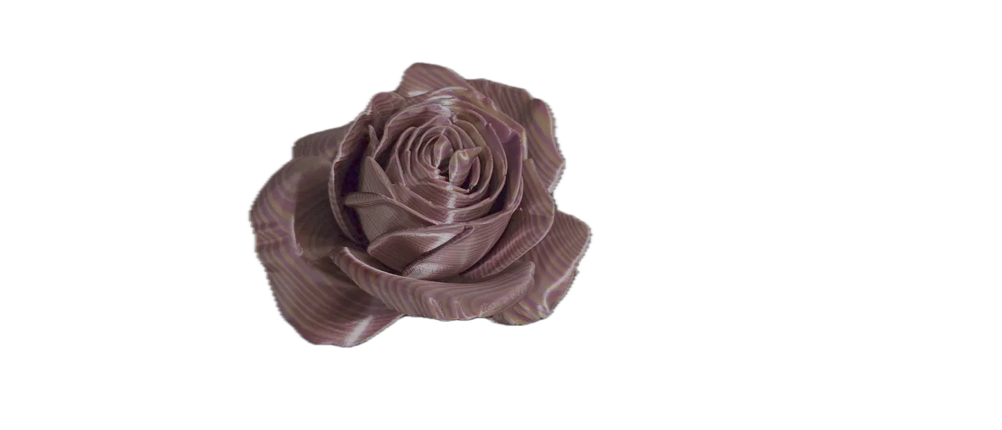 Hoa Hồng (Rose) - Image 6