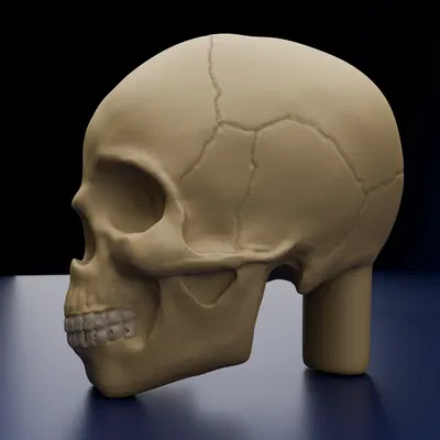 Calavera – Mẫu điêu khắc để sơn