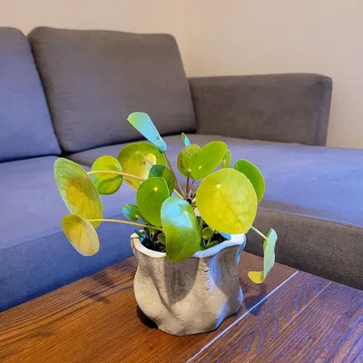 Khuôn Chậu Cây Bằng Bê Tông (Concrete Planter Mold)