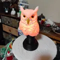 Đèn ngủ cú mèo xinh (Nice Owl Bedside Lamp) - Thumbnail 10