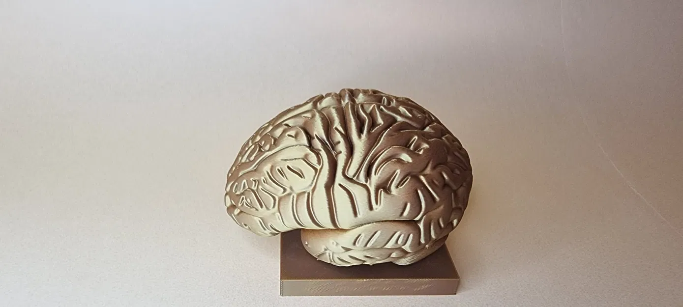 Mô hình Brain (Não người) chi tiết giải phẫu - Image 1