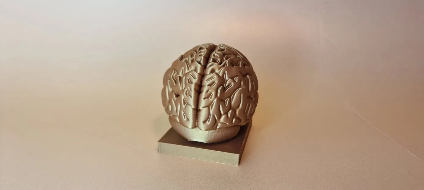 Mô hình Brain (Não người) chi tiết giải phẫu - Image 2