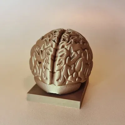 Mô hình Brain (Não người) chi tiết giải phẫu