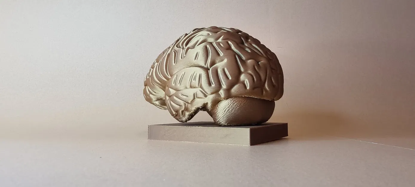 Mô hình Brain (Não người) chi tiết giải phẫu - Image 3