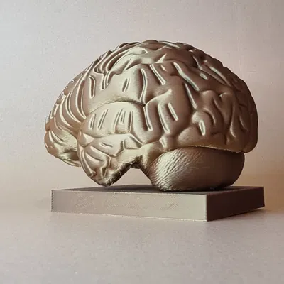 Mô hình Brain (Não người) chi tiết giải phẫu