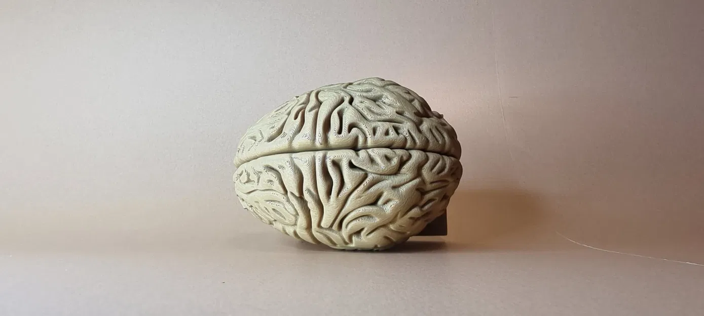 Mô hình Brain (Não người) chi tiết giải phẫu - Image 4