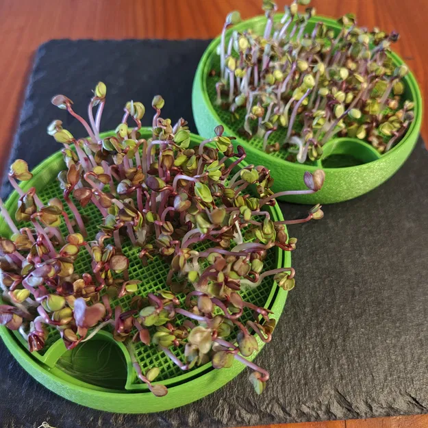 Microgreens - Image 2