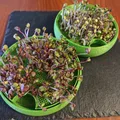 Microgreens - Thumbnail 2