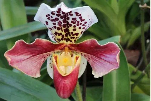 Orchide – Hoa Phong Lan - Image 1