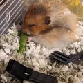 Kẹp Lồng Hamster (Hamster Cage Clips) - Thumbnail 7