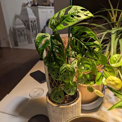 Kê Chậu Cho Tưới Bấc (Insert Cache-Pot Tự Tưới)