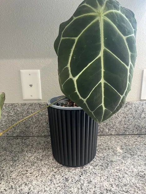 Thiết kế chậu ngoài 16 cm dạng ống - Image 4