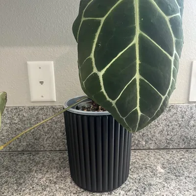 Thiết kế chậu ngoài 16 cm dạng ống