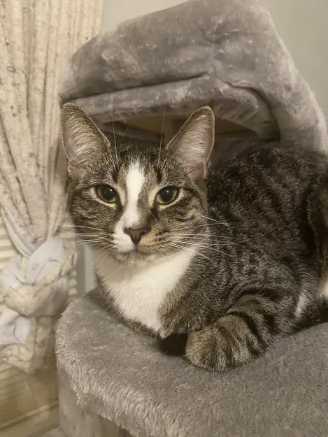 Nắp kem đánh răng mèo ói (Puking cat toothpaste cap) - Image 1