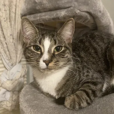 Nắp kem đánh răng mèo ói (Puking cat toothpaste cap)