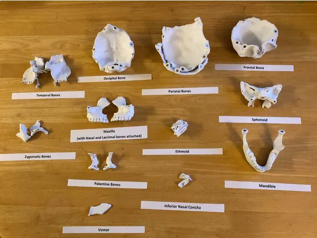 Mô hình hộp sọ người kích thước thật, đúng giải phẫu, 18 mảnh gắn nam châm - Image 2
