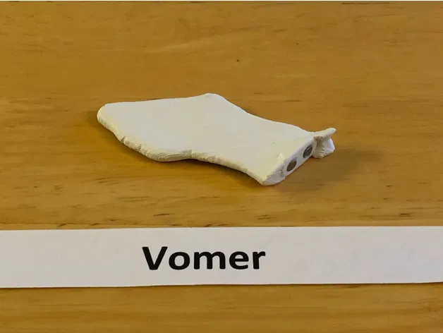 Mô hình hộp sọ người kích thước thật, đúng giải phẫu, 18 mảnh gắn nam châm - Image 3