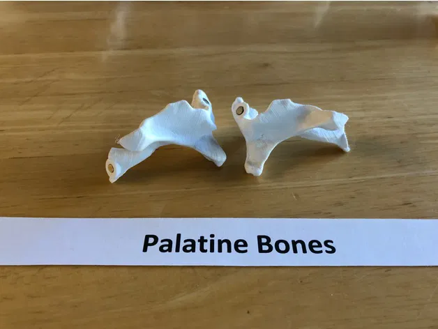 Mô hình hộp sọ người kích thước thật, đúng giải phẫu, 18 mảnh gắn nam châm - Image 4