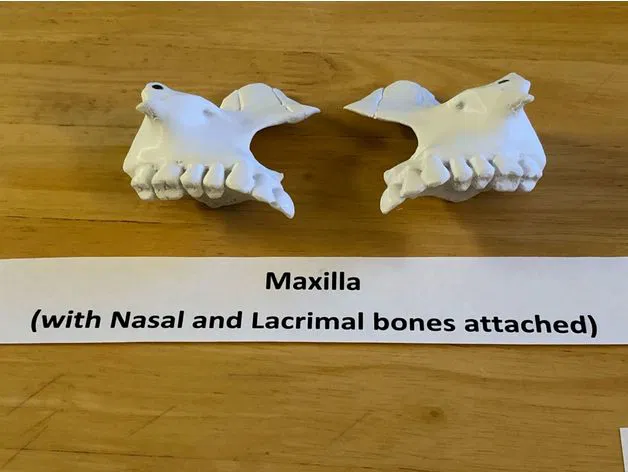 Mô hình hộp sọ người kích thước thật, đúng giải phẫu, 18 mảnh gắn nam châm - Image 5