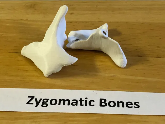 Mô hình hộp sọ người kích thước thật, đúng giải phẫu, 18 mảnh gắn nam châm - Image 14