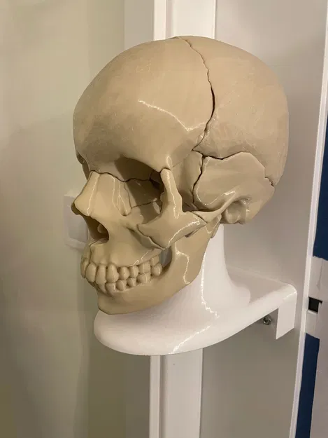 Giá Treo Tường cho Mô Hình Sọ Người Giải Phẫu Full Size 18 Mảnh Nam Châm - Image 1