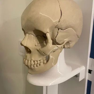 Giá Treo Tường cho Mô Hình Sọ Người Giải Phẫu Full Size 18 Mảnh Nam Châm