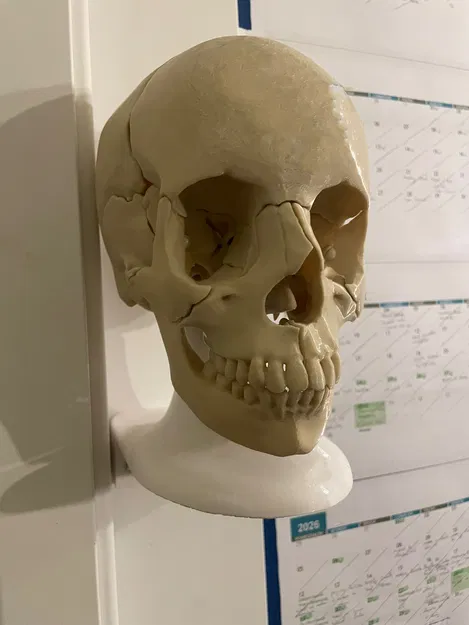 Giá Treo Tường cho Mô Hình Sọ Người Giải Phẫu Full Size 18 Mảnh Nam Châm - Image 2