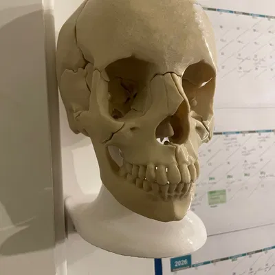 Giá Treo Tường cho Mô Hình Sọ Người Giải Phẫu Full Size 18 Mảnh Nam Châm