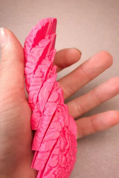 Fidget “Não” Organic Mở Rộng – Đồ Chơi Khớp Trừu Tượng Giảm Stress - Image 3