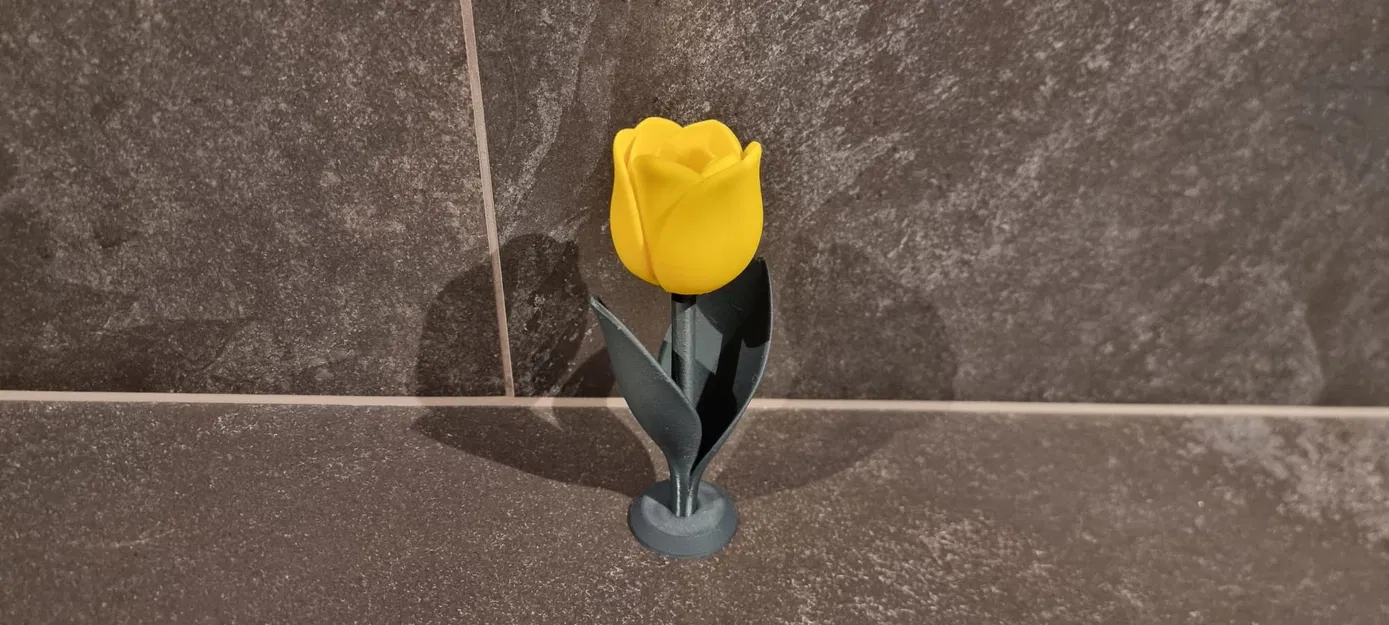 Tulip Cách Điệu (Stylized TULIP) - Image 3