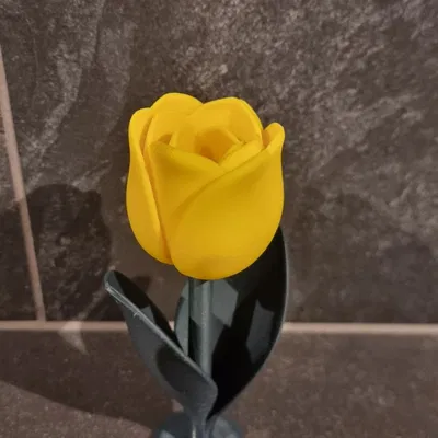 Tulip Cách Điệu (Stylized TULIP)