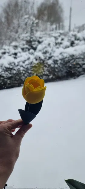 Tulip Cách Điệu (Stylized TULIP) - Image 9