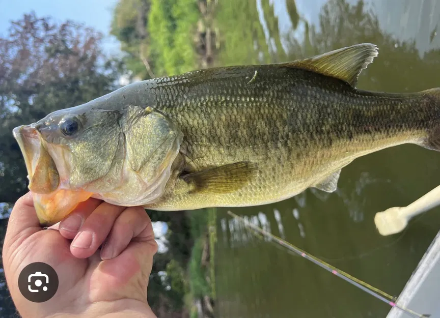 Spinner cho câu cá - Image 1